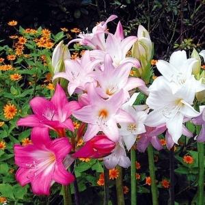 夏植え球根 ホンアマリリス ベラドンナリリーセット 2色2球 早期割引