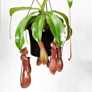 希少品種 観葉植物 食虫植物：ウツボカズラ ネペンテス ベントリコーサ