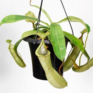 国華園 食虫植物 ネペンテス (ウツボカズラ) ルイーザ 1株
