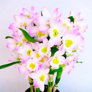 洋蘭苗 デンドロビウム アップルマンゴー 1株 デンドロビューム