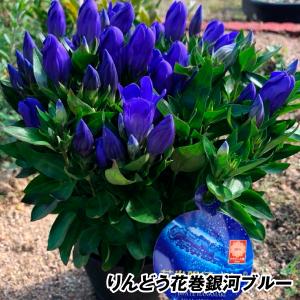 国華園 花苗 りんどう リンドウ りんどう花巻銀河ブルーPVP 1株