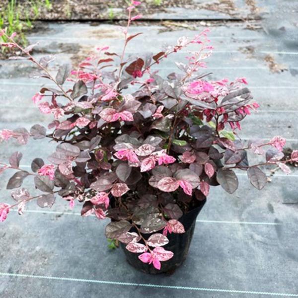 花木苗 トキワマンサク 七彩PVP 1株