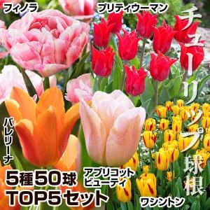 国華園 チューリップ 球根 TOP5チューリップセット 5種50球(各10球) 爆買