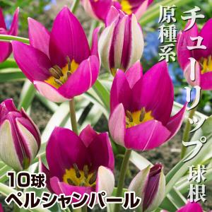 原種系チューリップ 球根 ペルシャンパール 10球 / 原種チューリップの球根 ミニチューリップ