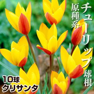国華園 原種系チューリップ 球根 クリサンタ 10球