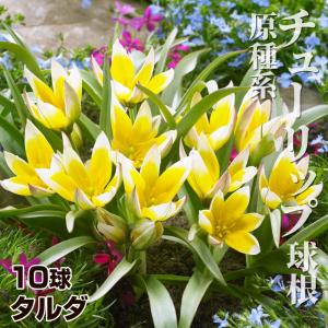 国華園 原種系チューリップ 球根 タルダ 10球 ミニチューリップの球根