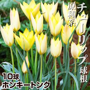 国華園 原種系チューリップ 球根 ホンキートンク 10球 ミニチューリップの球根