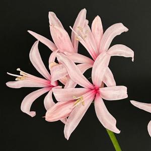 国華園 ネリネ 球根 秋の瞳 1球 ネリネの球根 夏植え球根