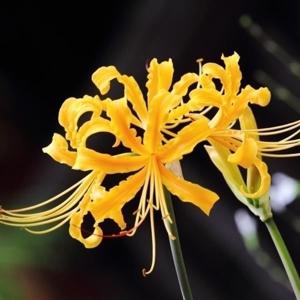 国華園 リコリス 球根 オーレア 6球 彼岸花 ヒガンバナ リコリスの球根 夏植え球根