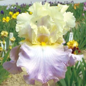 国華園 ジャーマンアイリス 株分け苗 ルラビオブスプリング 1株 ジャーマンアイリスの苗 花の苗