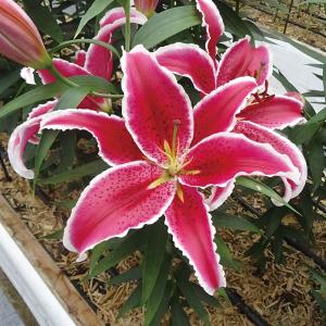 国華園 ユリ 球根 花ユリ オリエンタルリリー ブルックス 4球 百合球根 ユリの球根