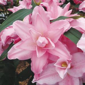 ユリ 球根 オリエンタルリリー ホワイトトルネード 2球 ユリの球根