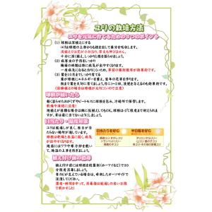 国華園 ユリ 球根 八重咲ユリ ローズリリー ...の詳細画像2