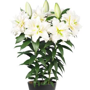 国華園 ユリ 球根 ベランダ・鉢植え向き 八重咲ユリ (無花粉) ローズリリー シータ 6球 百合球根 ユリの球根 低草丈