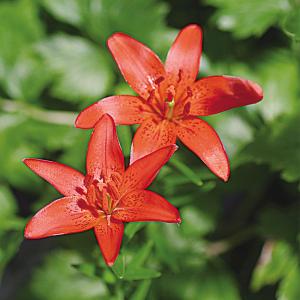 国華園 原種ユリ 球根 夫婦ユリ 1球 百合球根 ユリの球根