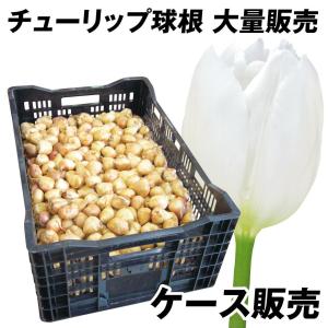 国華園 タッカ 球根 インテグリフォリア (ホワイトバットフラワー) 1球