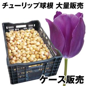 国華園 チューリップ 球根 紫花 ケース販売 普通球(球周 約10cm) 1100球 チューリップの球根 大量