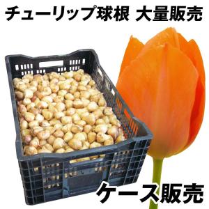 国華園 チューリップ 球根 橙花 ケース販売 普通球(球周 約10cm) 1100球 チューリップの球根 大量