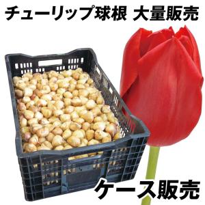 国華園 チューリップ 球根 赤花 ケース販売 特大球(球周 約12cm) 600球 チューリップの球根 大量