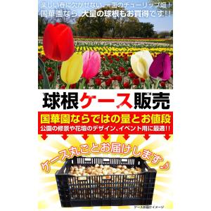 国華園 チューリップ 球根 赤花 ケース販売 ...の詳細画像2