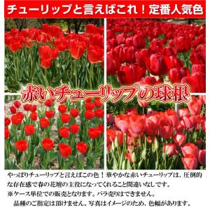 国華園 チューリップ 球根 赤花 ケース販売 ...の詳細画像3