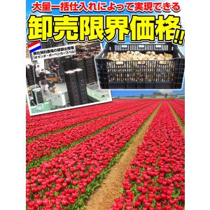 国華園 チューリップ 球根 赤花 ケース販売 ...の詳細画像4