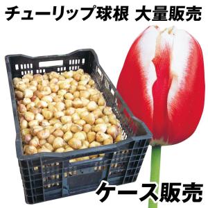 国華園 チューリップ 球根 赤白2色咲 ケース販売 普通球(球周 約10cm) 1100球 チューリップの球根 大量