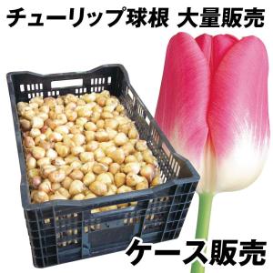 国華園 チューリップ 球根 桃白2色咲 ケース販売 普通球(球周 約10cm) 1100球 チューリップの球根 大量