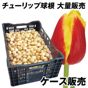 国華園 チューリップ 球根 赤黄2色咲 ケース販売 特大球(球周 約12cm) 600球 チューリップの球根 大量
