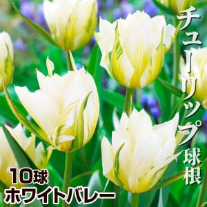 国華園 チューリップ 球根 ホワイトバレー (エキゾチックエンペラー) 10球 チューリップの球根
