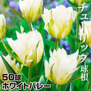 国華園 チューリップ 球根 ホワイトバレー (エキゾチックエンペラー) 50球 チューリップの球根