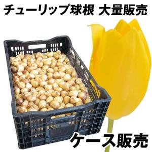 国華園 チューリップ 球根 黄花 ケース販売 大球(球周 約11cm) 900球 チューリップの球根 大量