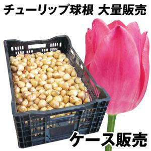 国華園 チューリップ 球根 桃花 ケース販売 大球(球周 約11cm) 900球 チューリップの球根 大量