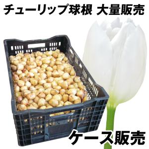 国華園 チューリップ 球根 白花 ケース販売 大球(球周 約11cm) 900球 チューリップの球根 大量