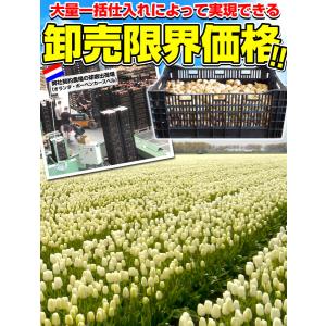 国華園 チューリップ 球根 白花 ケース販売 ...の詳細画像4