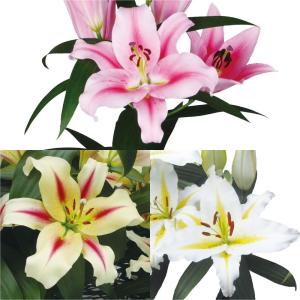 国華園 ユリ 球根 花ユリ 切花向き2色咲オリエンタルリリーセット 3種24球(各8球) 百合球根 ユリの球根