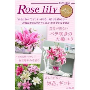 国華園 ユリ 球根 八重咲ユリ ローズリリー ...の詳細画像1