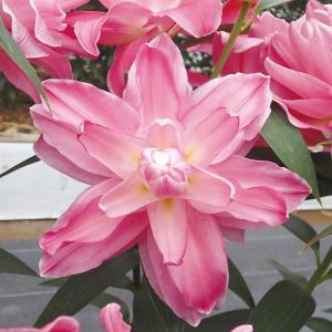 国華園 ユリ 球根 花ユリ オリエンタルリリー ラッキークイーン 4球 百合球根 ユリの球根
