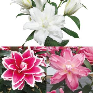 国華園 ユリ 球根 花ユリ 八重咲オリエンタルリ...の商品画像