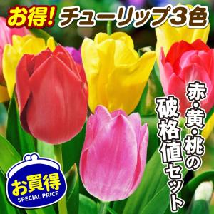 チューリップ 球根 お得！3色100球セット チューリップの球根 送料無料