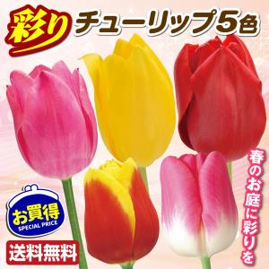 国華園 チューリップ 球根 彩り5色セット 5色30球 チューリップの球根 送料無料