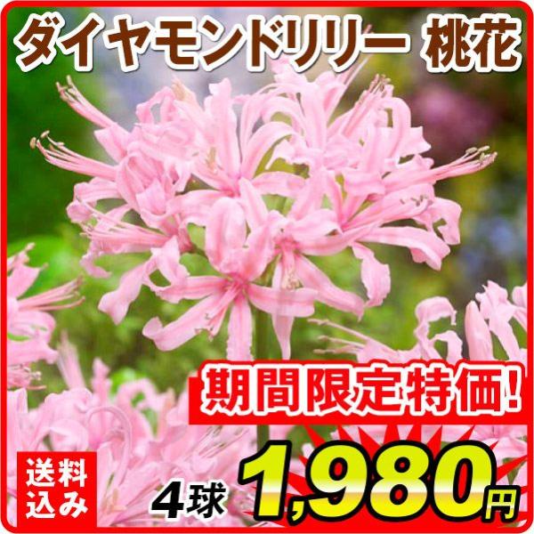 ダイヤモンドリリー 球根 桃花 4球 ネリネ サルニエンシス ダイヤモンドリリーの球根 夏植え球根 ...