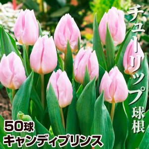 国華園 チューリップ 球根 キャンディプリンス 50球 チューリップの球根