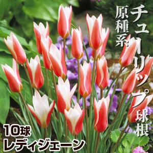 国華園 原種系チューリップ 球根 レディジェーン 10球 ミニチューリップの球根