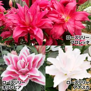オリエンタルリリー ピンク系八重咲き 3品種から選んでね！ 球根 1球