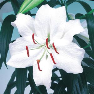国華園 12月咲 ユリ 球根 カサブランカ 18球 百合球根 ユリの球根 冬咲く オリエンタルリリー