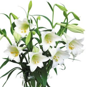 国華園 12月咲 ユリ 球根 鉄砲ユリ 白花 6球 百合球根 ユリの球根 テッポウユリ 冬咲く