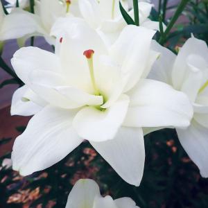 国華園 ユリ 球根 八重咲すかしユリ（無花粉） ベルベデーレ 12球 百合球根 ユリの球根