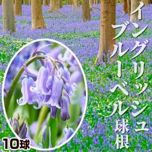 国華園 ヒヤシンソイデス 球根 イングリッシュブルーベル 10球 イングリッシュブルーベルの球根 秋植え球根