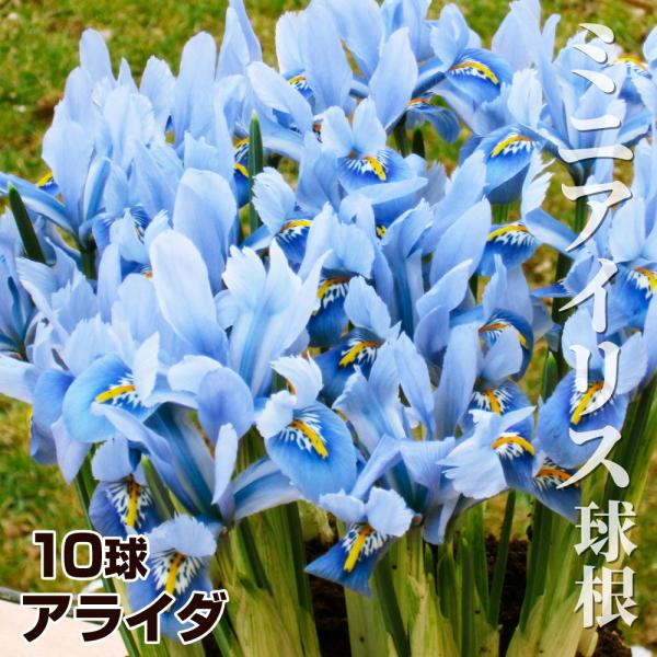 ミニアイリス 球根 アライダ 10球 アリダ ミニアイリスの球根 秋植え球根
